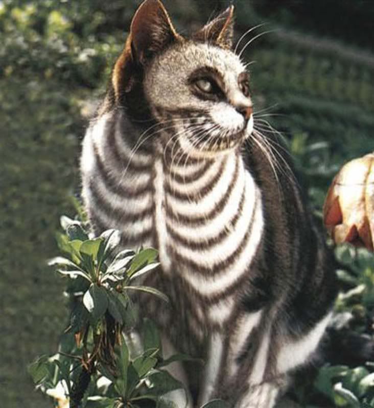 skeleton-cat