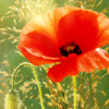 Poppy2_33.png image by thmistsofavalon