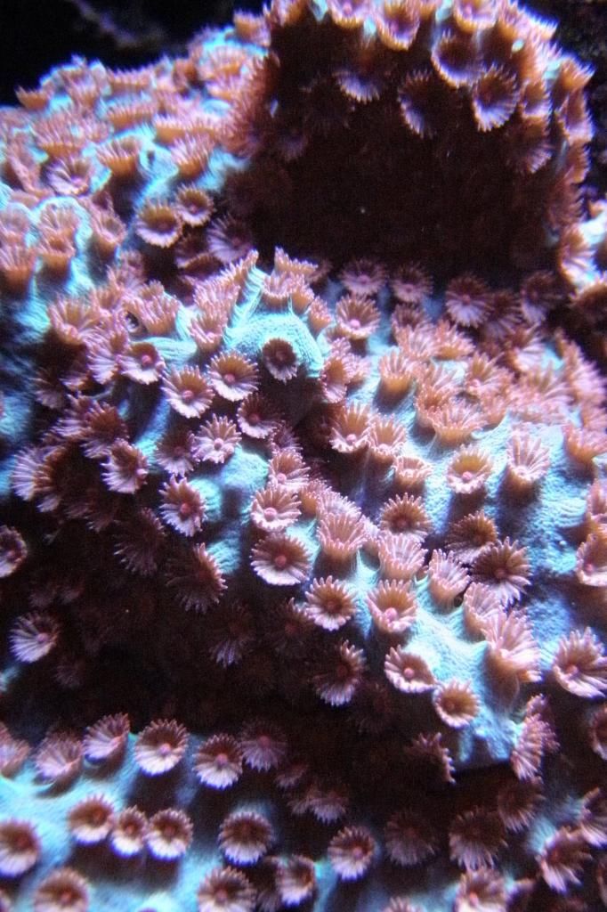 P1010229 zps067b7f1c - What are you bringing to the Michigan Coral Expo & Swap?