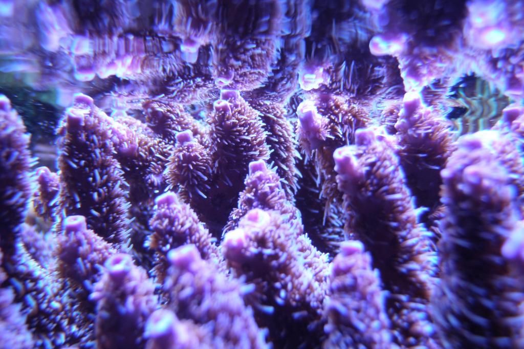 P1010270 zps18236edc - What are you bringing to the Michigan Coral Expo & Swap?
