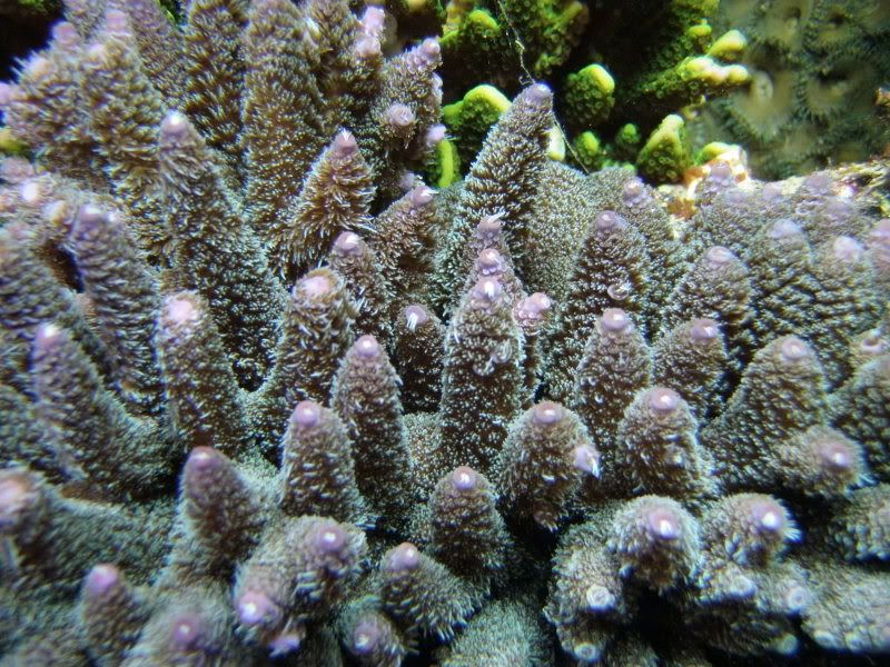 P12202952 - What are you bringing to the Michigan Coral Expo & Swap?