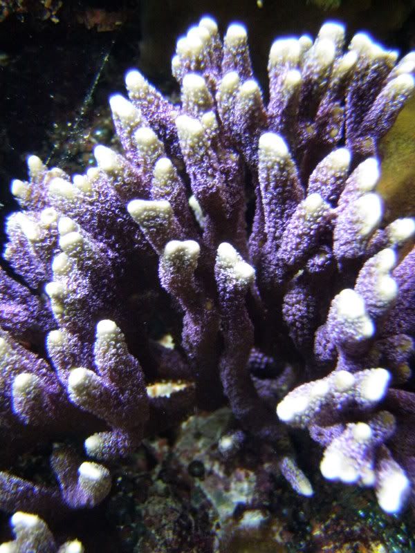P1220297 - What are you bringing to the Michigan Coral Expo & Swap?