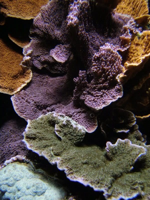 P1220305 - What are you bringing to the Michigan Coral Expo & Swap?