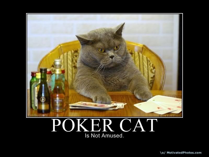 pokercat.jpg