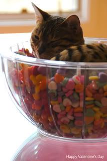 valentine kitty Pictures, Images and Photos