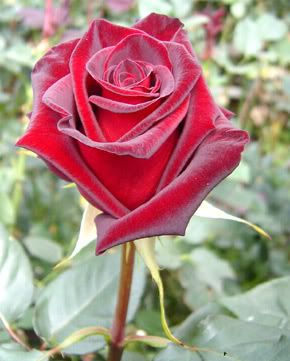 Black Rose Pictures, Images and Photos