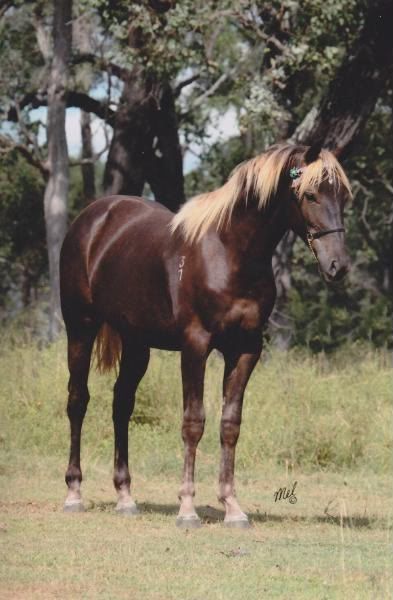 IMAGE(http://i135.photobucket.com/albums/q154/lea_owens/Ahrem%20Time%20Out/Stockhorses_0024.jpg)
