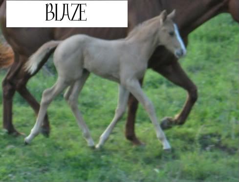 IMAGE(http://i135.photobucket.com/albums/q154/lea_owens/Blaze3-1.jpg)