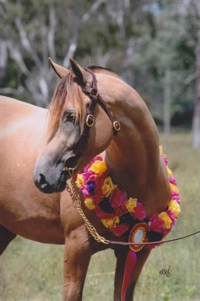 IMAGE(http://i135.photobucket.com/albums/q154/lea_owens/Driftwood%20Traveller/Stockhorses_0026.jpg)