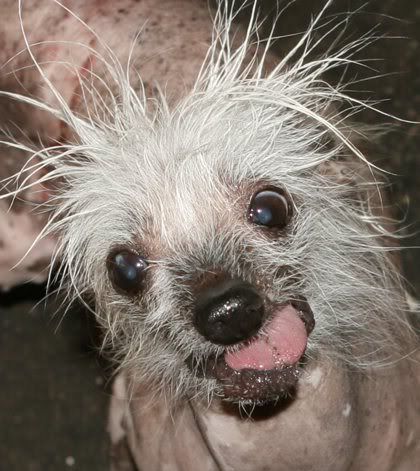 Ugly Dog Pictures, Images and Photos