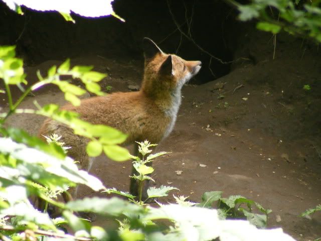 alnbl014.jpg