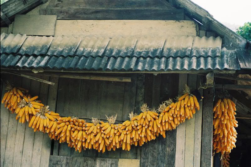 Ngô Khoai Sắn Và Cơm Độn 5 D2