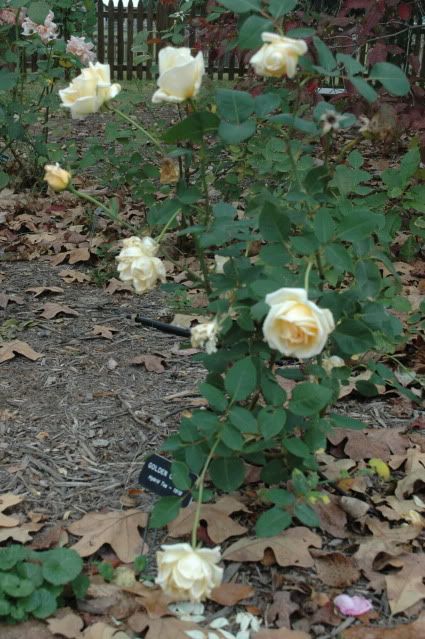 Golden Ophelia