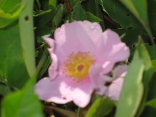 Swamp Rose
