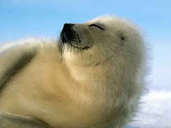 Baby Animals photo: Seal baby_animals_036.jpg