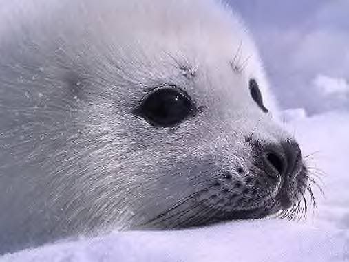 Baby Animals photo: Seal baby_animals_053.jpg