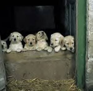  Puppies baby_animals_137.jpg