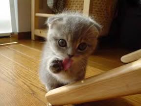 Baby Animals photo: Lick baby_animals_154.jpg