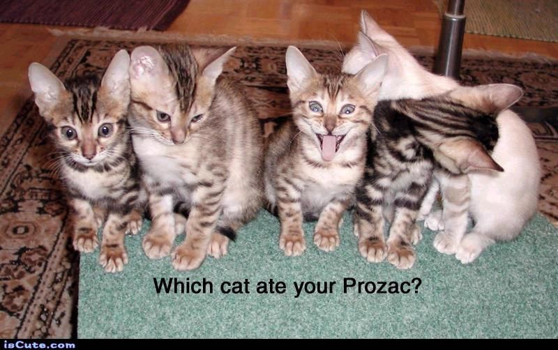 felines and MH DX's