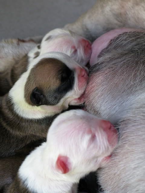 Bán bulldog 8 tuần tuổi thuần chủng 100