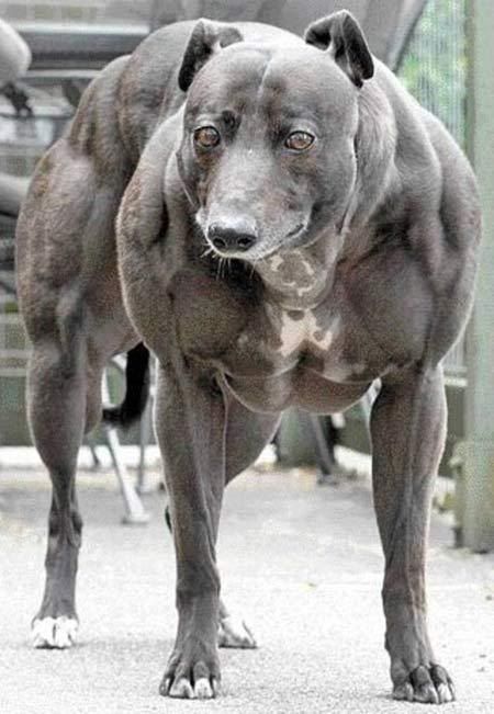 muscle-dog.jpg