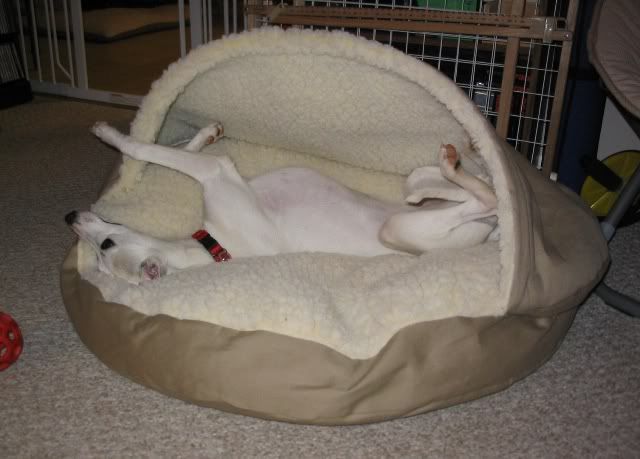 IMG_3112.jpg Emma in her new Cozy Cave Bed image by SkinnyDogs_2