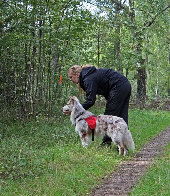 lotuslizasök