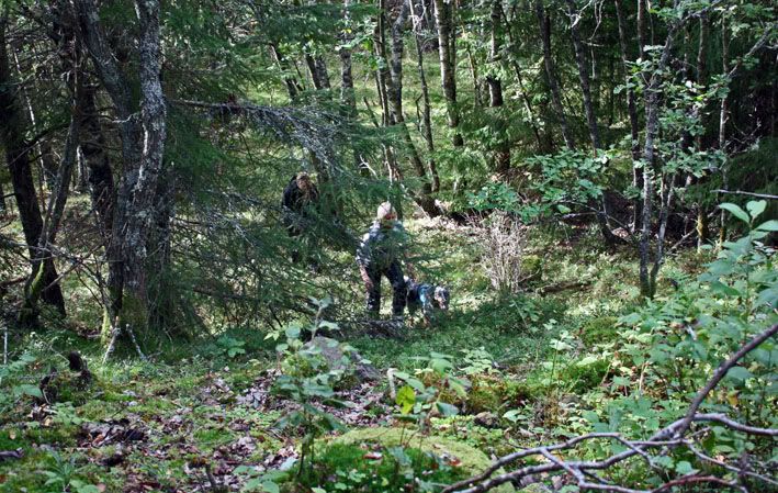 sökskog