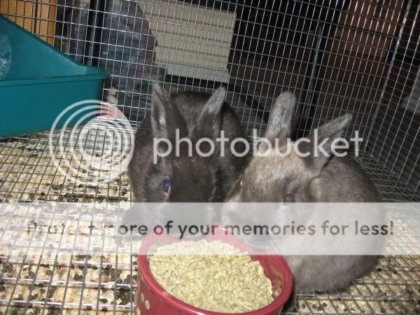 IMG_0210.jpg picture by xlostcometx