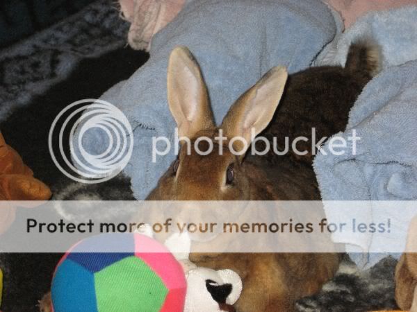 ratties016.jpg picture by xlostcometx