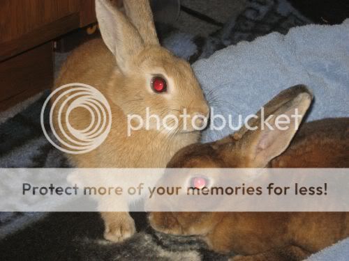 ratties018.jpg picture by xlostcometx