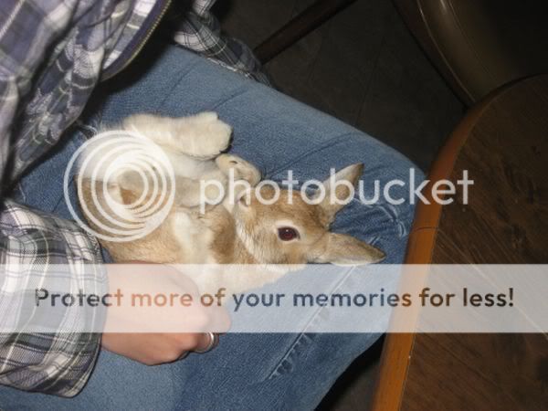 ratties020.jpg picture by xlostcometx