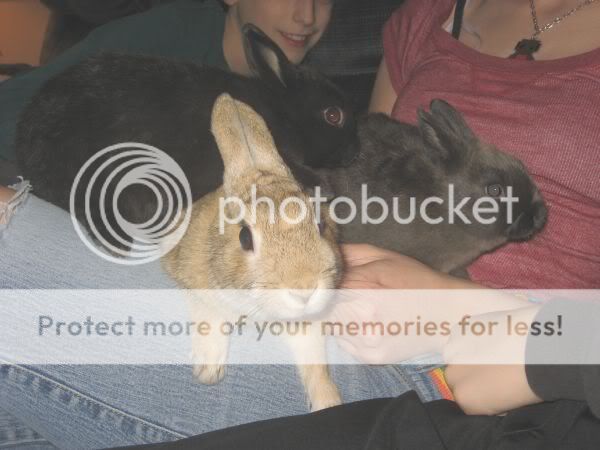 ratties025.jpg picture by xlostcometx