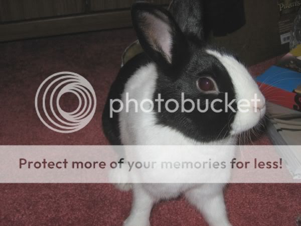 ratties029.jpg picture by xlostcometx