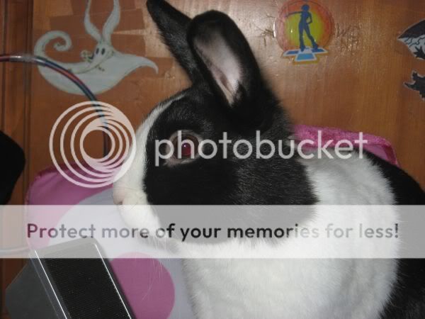 ratties032.jpg picture by xlostcometx