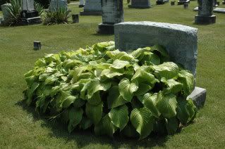 Embrey Grave w/o Sumerduck Polyantha