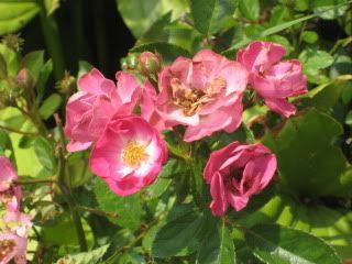 Sumerduck Cemetery Polyantha